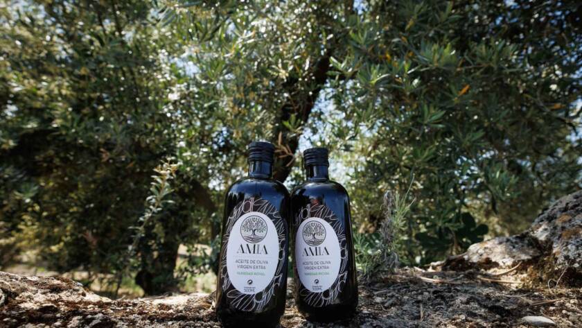 botellas premium Royal y Picual Amia de aceite de oliva virgen extra en el suelo del olivar