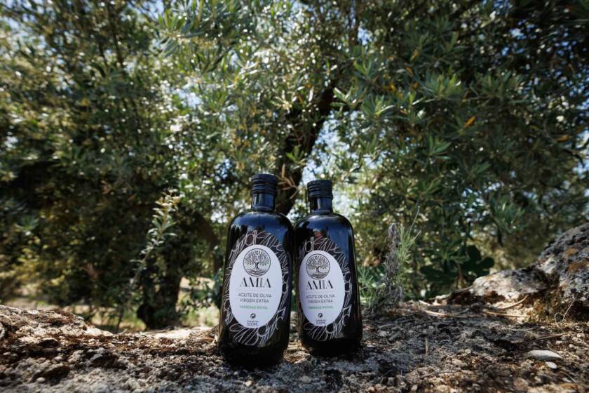 botellas premium Royal y Picual Amia de aceite de oliva virgen extra en el suelo del olivar