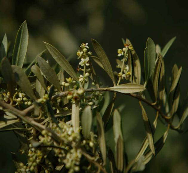 Primer plano detalle de rama de olivo en flor